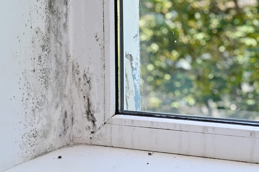 Como acabar con el moho de tus ventanas